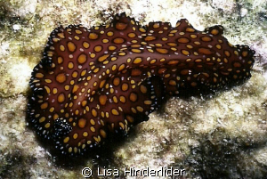 Leopard Flatworm- Bonaire by Lisa Hinderlider 